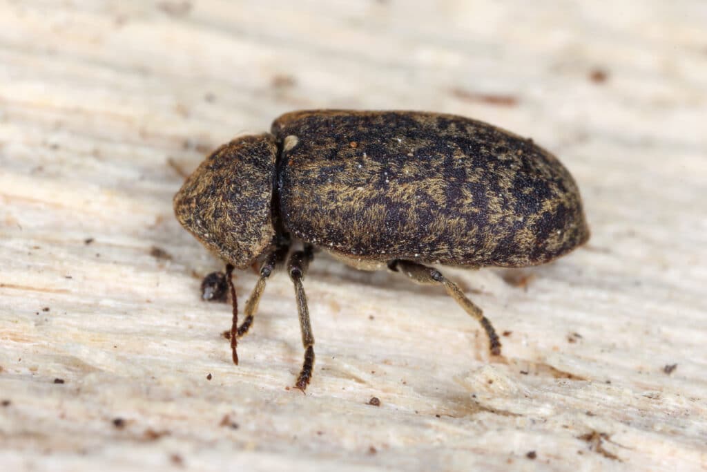 death,watch,beetle, ,xestobium,rufovillosum,on,wood.,it,is death,watch,beetle, ,xestobium,rufovillosum,on,wood.,it,is