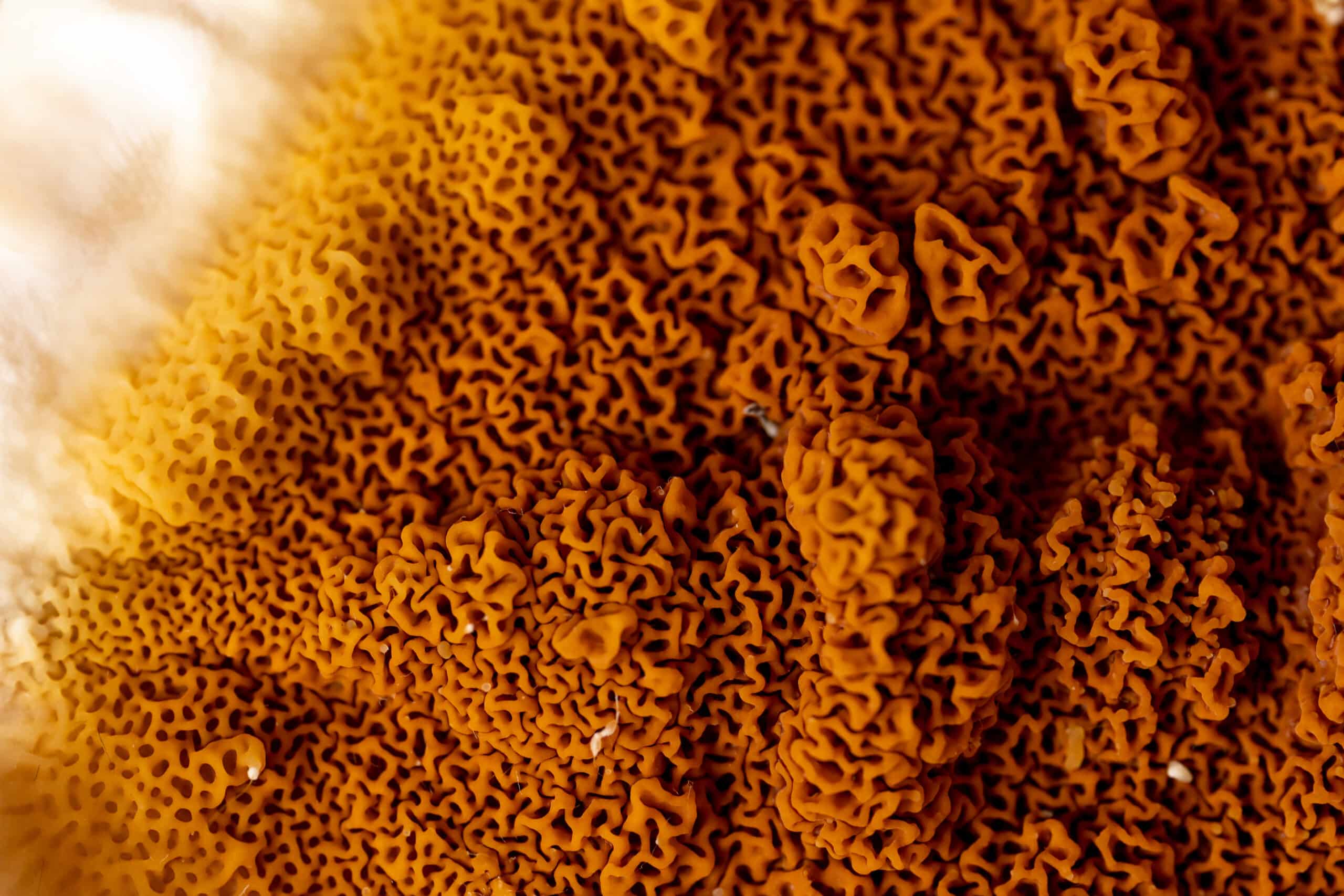 Home an,element,of,a,growing,fungus,(serpula,lacrymans),on,walls