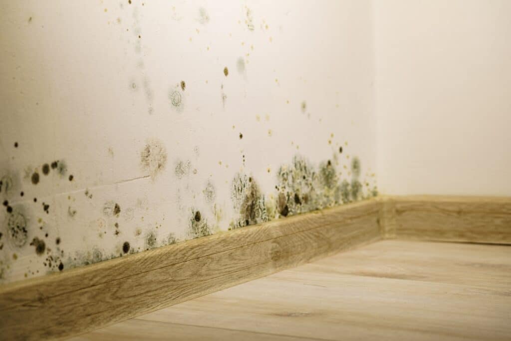 mould,and,fungus,growth,on,house,wall.,problem,of,ventilation humidité